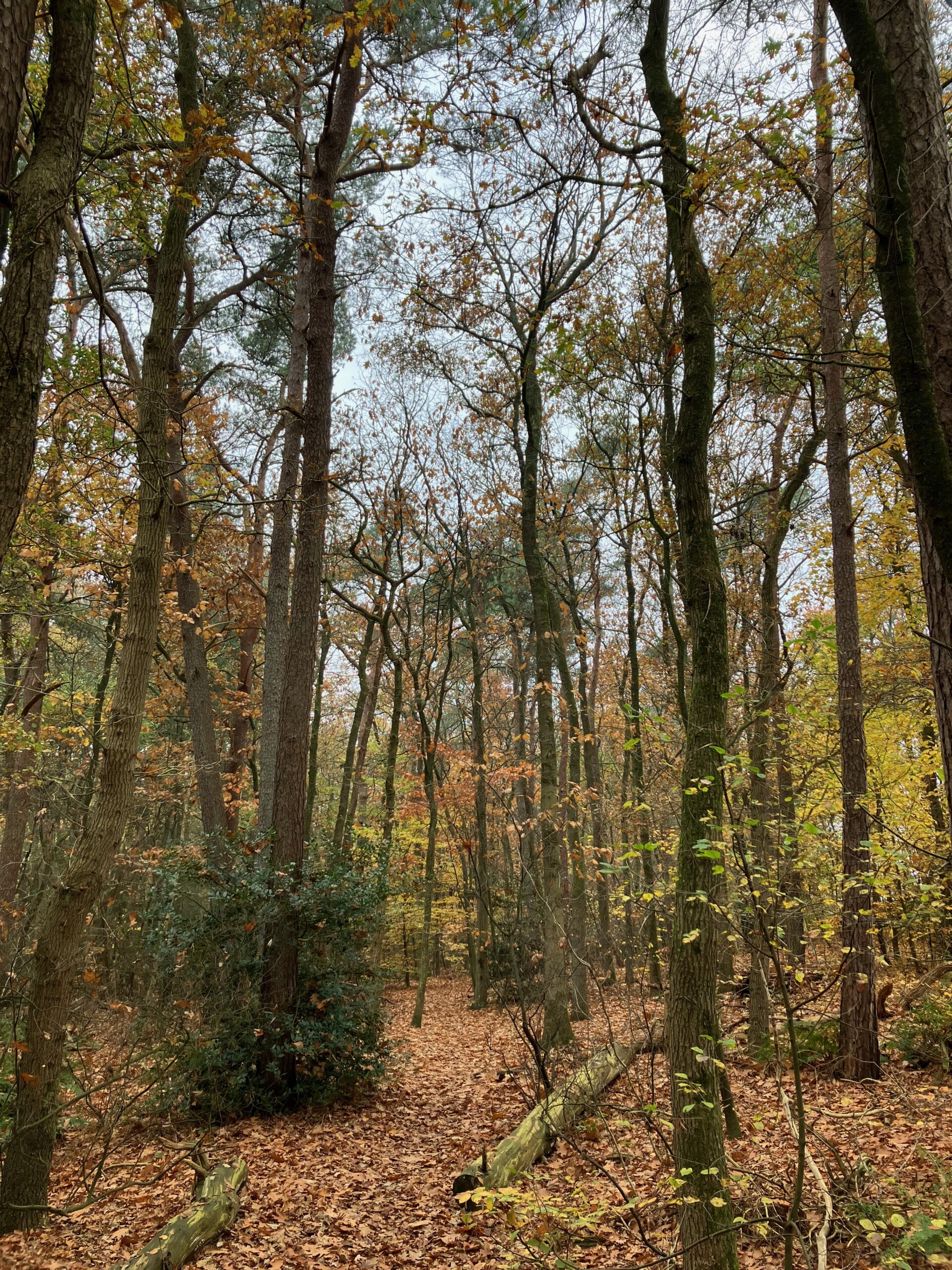 Herfst op Kleyn Barlo