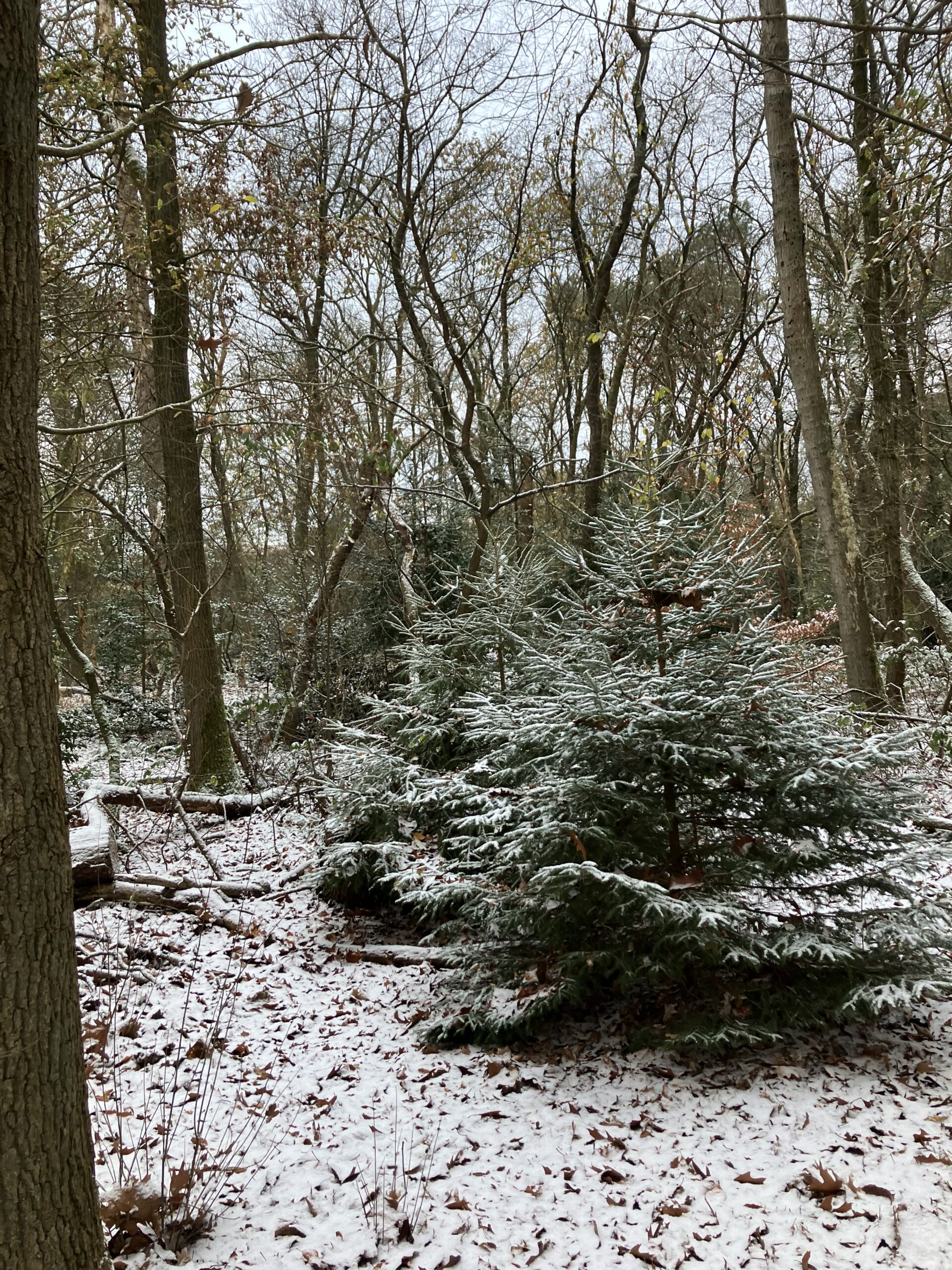 Eerste sneeuw op Kleyn Barlo